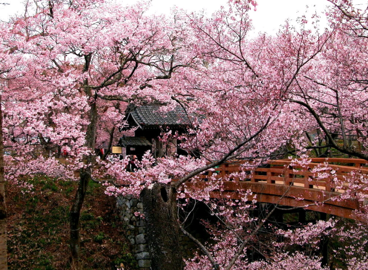 天下一の桜　高遠城址公園